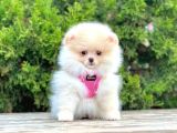 Pomerani̇an Boo Bebekleri̇mi̇z