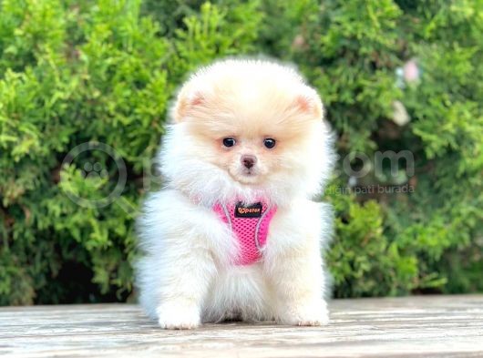 Pomerani̇an Boo Bebekleri̇mi̇z görsel