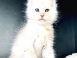 Pet Secereli Mainecoon Erkek