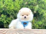 Gülen Surat Boo Pomeranian Yavrular