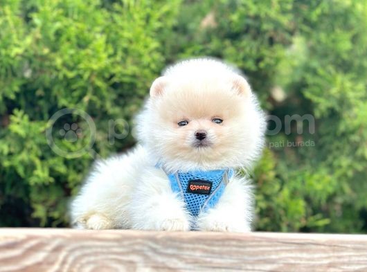 Gülen Surat Boo Pomeranian Yavrular