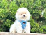 Gülen Surat Boo Pomeranian Yavrular