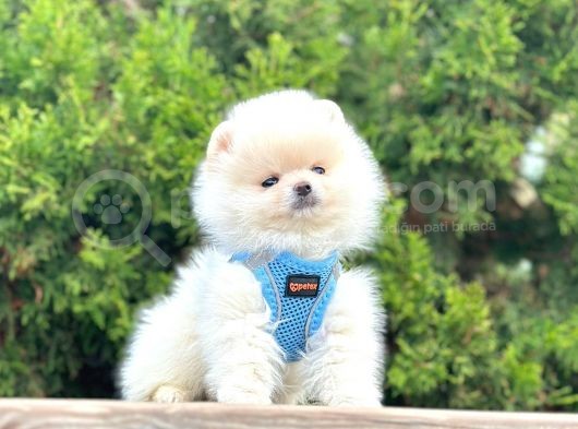 Gülen Surat Boo Pomeranian Yavrular görsel