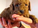Red Toyy Poodle Bebeklerimiz