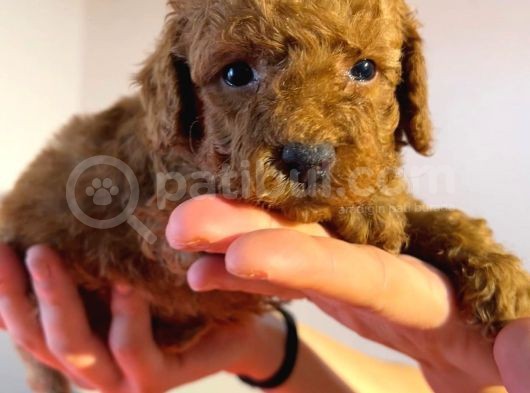 Red Toyy Poodle Bebeklerimiz