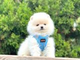 Pomerani̇an Boo Bebekler