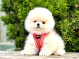 Pomerani̇an Boo Bebekleri̇mi̇z