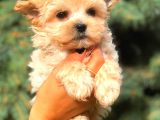 Morki̇e Teacup Di̇şi̇ Üst Kali̇te