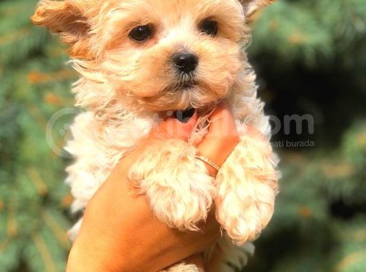 Morki̇e Teacup Di̇şi̇ Üst Kali̇te