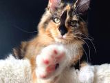 Tricolor Dişi Mainecoon Secereli Ve Faturalı
