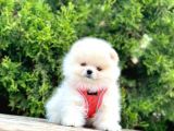 Pomerani̇an Boo Bebekler