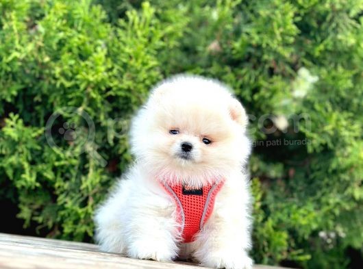 Pomerani̇an Boo Bebekler görsel