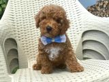 Orjinal Toy Poodle