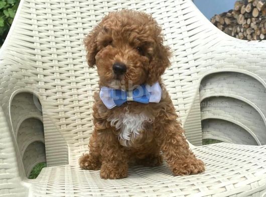 Orjinal Toy Poodle görsel