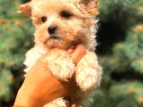 Morki̇e Teacup Di̇şi̇ Üst Kali̇te
