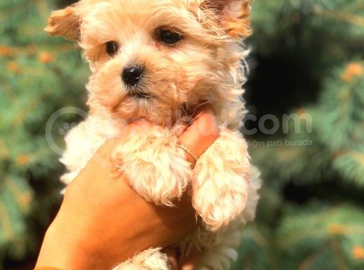 Morki̇e Teacup Di̇şi̇ Üst Kali̇te görsel