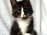 Black&White Mainecoon Erkek Secereli Ve Faturalı