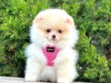 Pomerani̇an Boo Bebekleri̇mi̇z