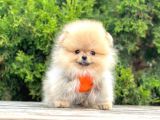 Pomerani̇an Boo Bebekleri̇mi̇z