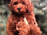 Redbrown Toy Poodle