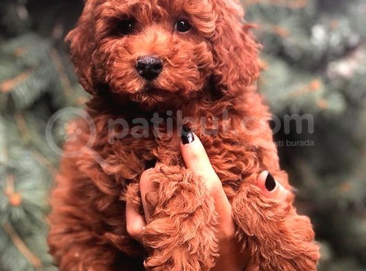 Redbrown Toy Poodle