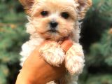 Morki̇e Teacup Di̇şi̇ Üst Kali̇te