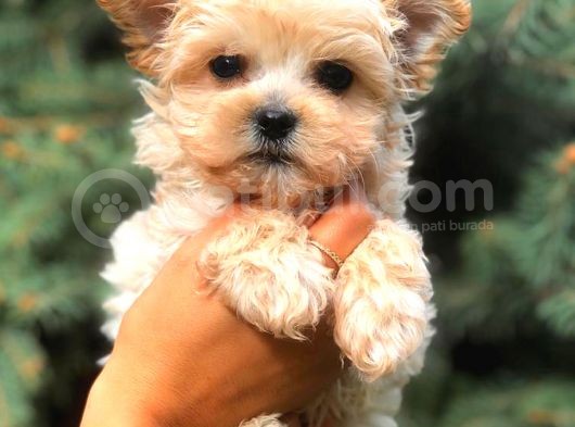 Morki̇e Teacup Di̇şi̇ Üst Kali̇te görsel