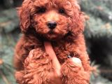 Redbrown Toy Poodle