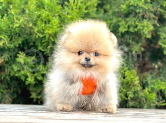 Pomerani̇an Boo Bebekler görsel