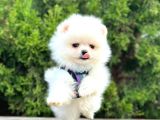 Beyaz Pomeranian Mini Boy Yavrular
