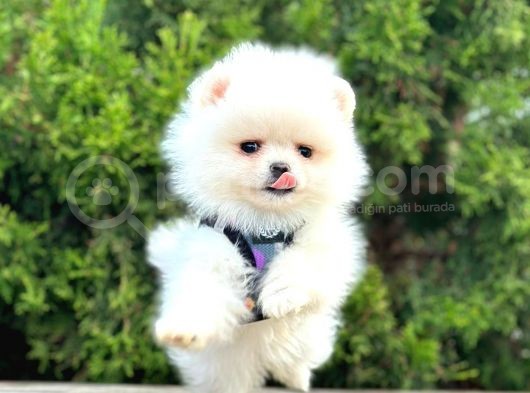 Beyaz Pomeranian Mini Boy Yavrular