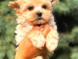 Morki̇e Teacup Di̇şi̇ Üst Kali̇te