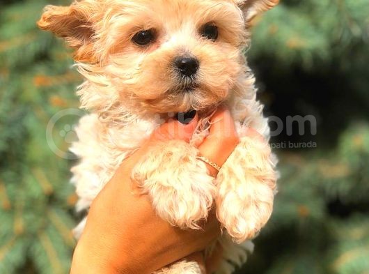 Morki̇e Teacup Di̇şi̇ Üst Kali̇te görsel