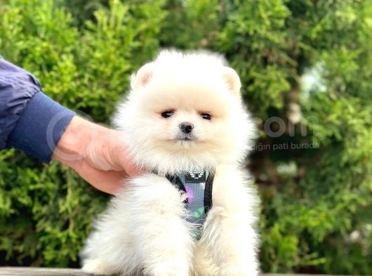 Beyaz Pomeranian Mini Boy Yavrular görsel