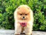 Pomerani̇an Boo Bebekler