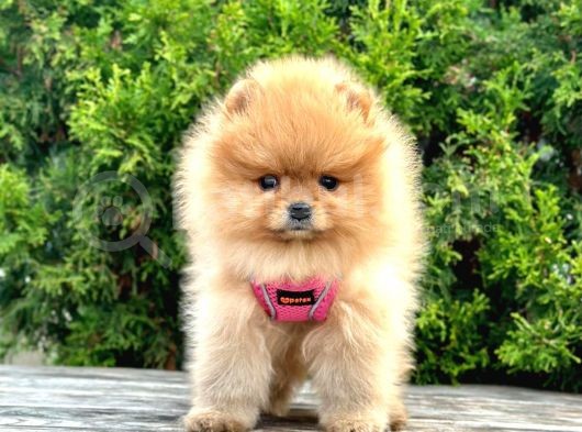 Pomerani̇an Boo Bebekler görsel