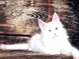 Ds25 White & Odd Eyes Mainecoon Pedgireed