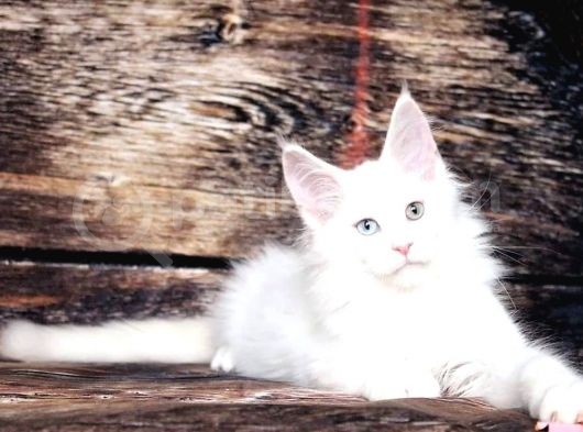 Ds25 White & Odd Eyes Mainecoon Pedgireed