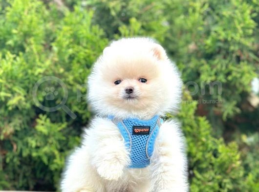 Gülen Surat Boo Pomeranian Yavrular görsel