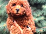Redbrown Toy Poodle