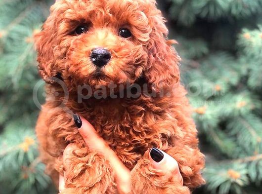 Redbrown Toy Poodle görsel