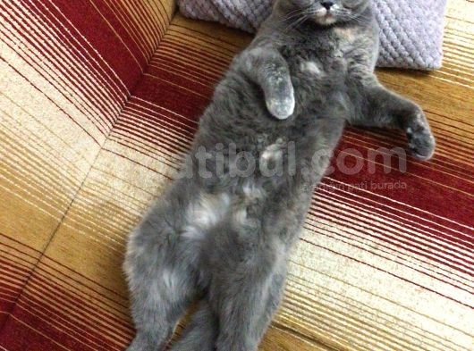 Kızımıza Yuva Arıyoruz görsel