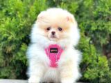 Pomerani̇an Boo Bebekler