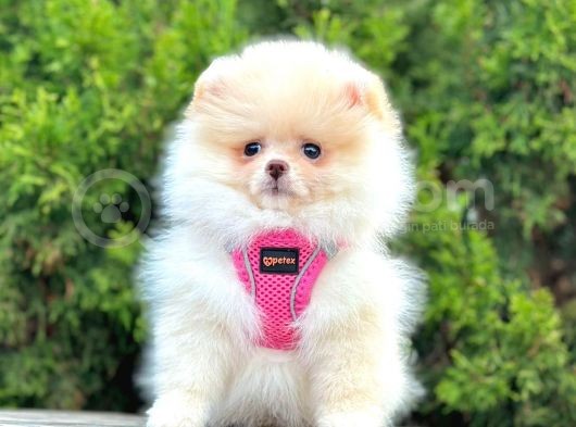 Pomerani̇an Boo Bebekler görsel