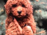 Redbrown Toy Poodle