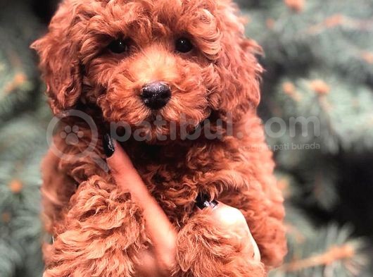 Redbrown Toy Poodle görsel