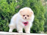 Pomerani̇an Boo Bebekleri̇mi̇z