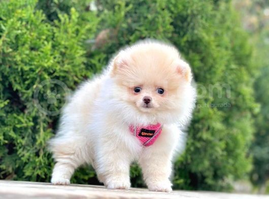 Pomerani̇an Boo Bebekleri̇mi̇z görsel