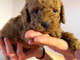 Red Toyy Poodle Bebeklerimiz