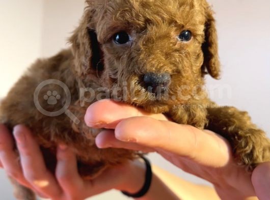 Red Toyy Poodle Bebeklerimiz görsel